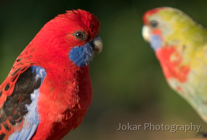 Crimson Rosellas_20050806_037.jpg - Crimson Rosellas (adult and juvenile) in our back yard